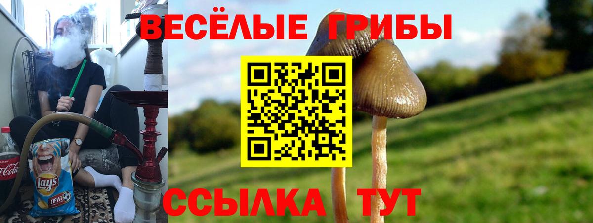 Псилоцибиновые грибы Psilocybe Нефтекамск